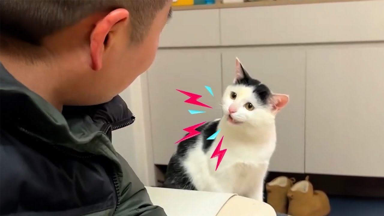 The Funniest Argument Ever Between Silliest Talking Cat and their Human! 🤪