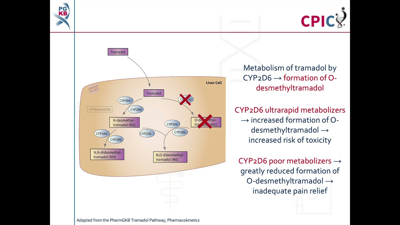 CPIC guideline for tramadol and CYP2D6