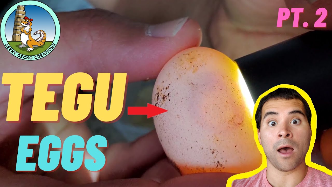 Collecting TEGU eggs | Setup, Embryos, Incubation | 2021 (Pt. 2)