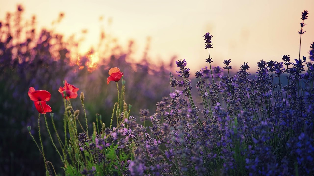 Fleursonseaux - Lavender