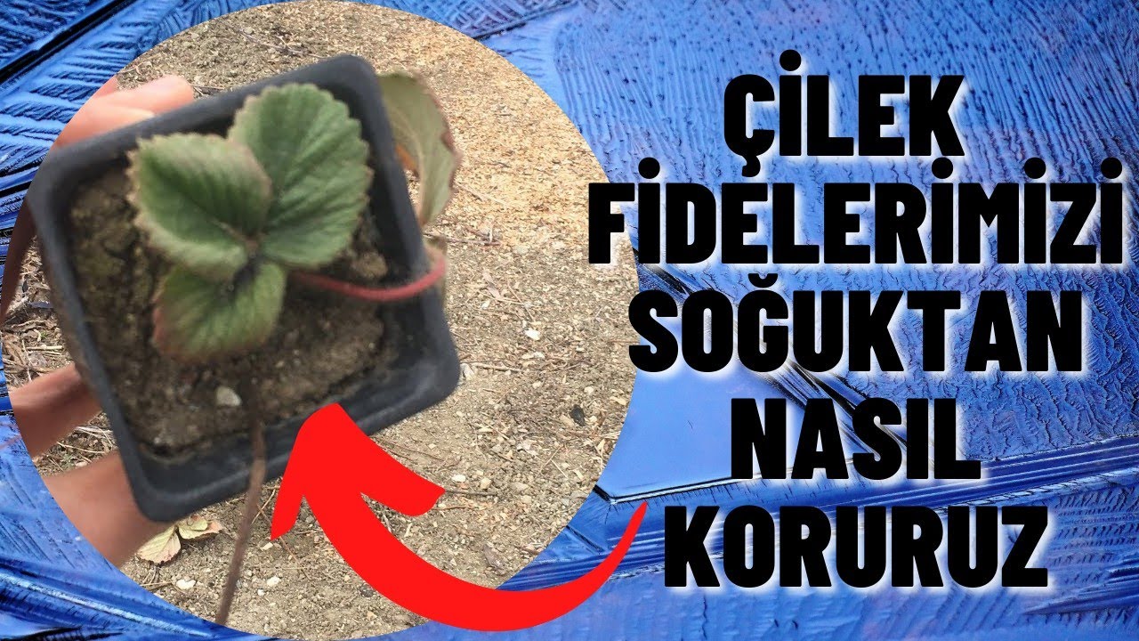 ÇİLEK FİDELERİMİZİ DONDURUCU SOĞUKLARDAN NASIL KORUDUK? #çilek #albion #fide