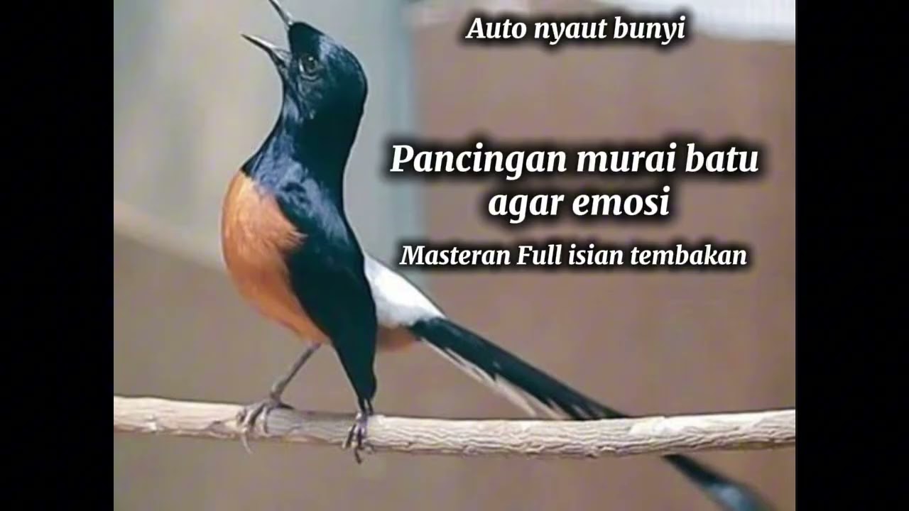 Masteran Murai Batu Gacor | Full isian tembakan auto nyaut #muraibatu #masteranburung #birds #shorts