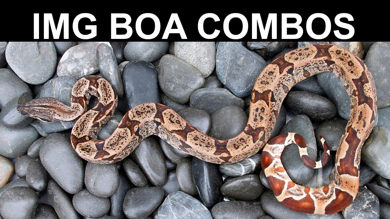 IMG Moonglow Boa Litter:  Babies Now Available!