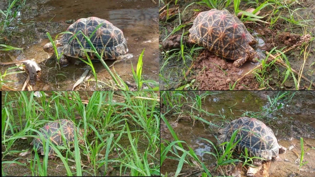 कछुआ//Tortoise//#newvideo //#tortoise //#video//#कछुआ 