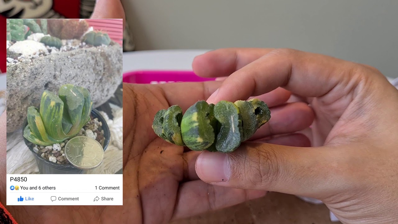 Unboxing My Most Expensive Plant Purchase | 6 Variegated Haworthias from JuaniTa | My Last Purchase