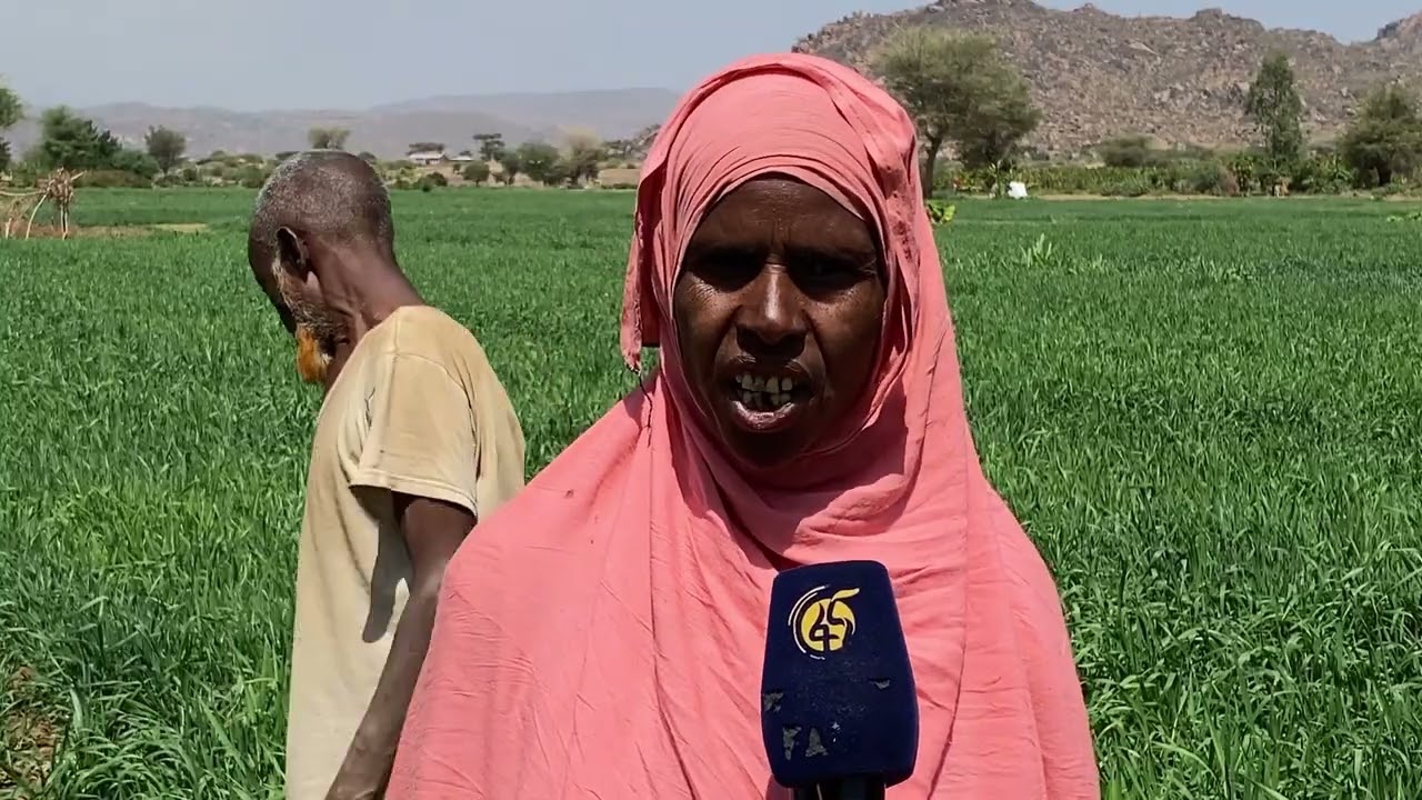 East Harerge winter White Irrigation. በምስራቅ ሐረርጌ ዞን የበጋ ስንዴ መስኖ ልማት
