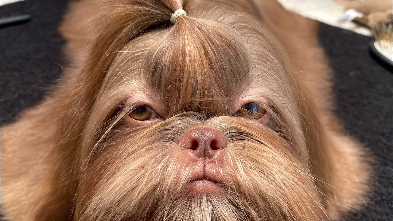 Cómo CALMAR al PERRO durante el BAÑO | La Casita de los Shih Tzu