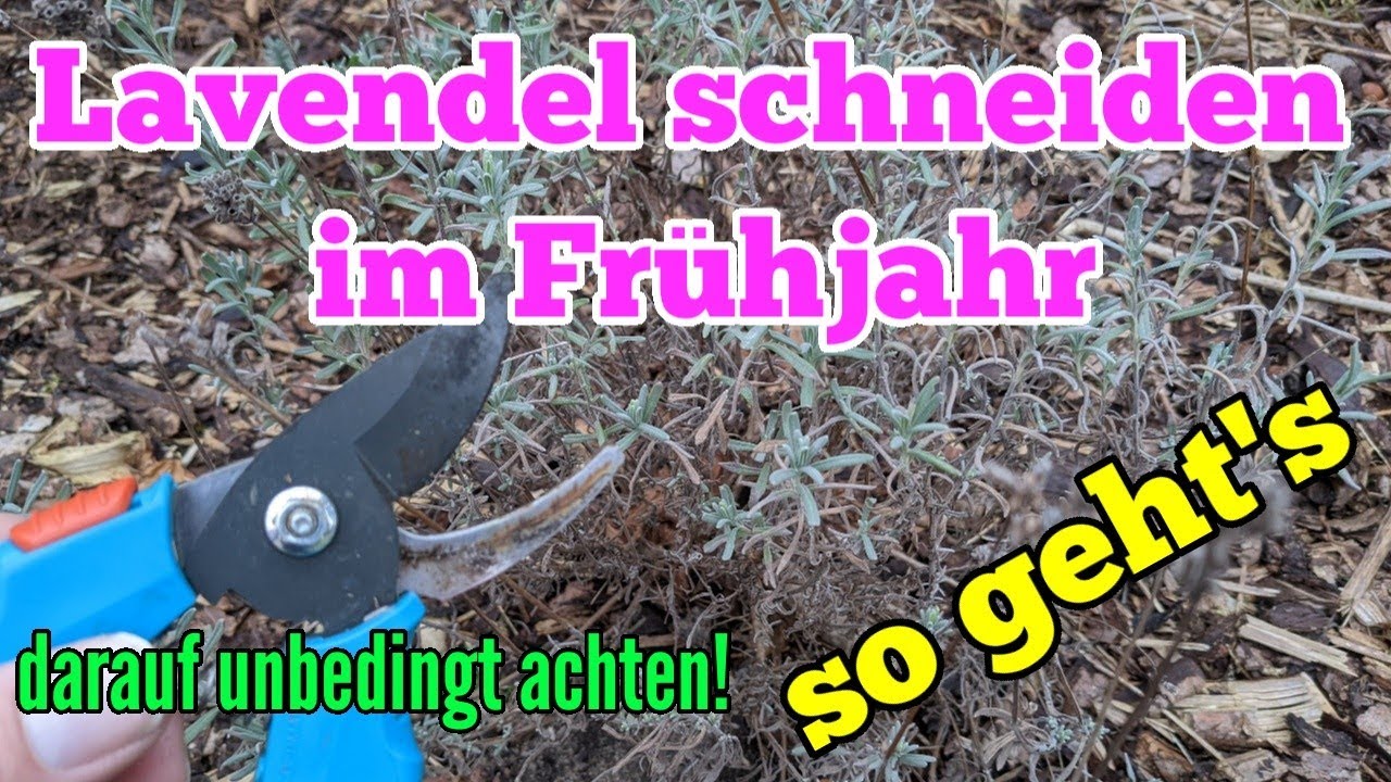 Jetzt Lavendel schneiden im Frühjahr und so wirds richtig gemacht Für eine schöne Lavendelblüte