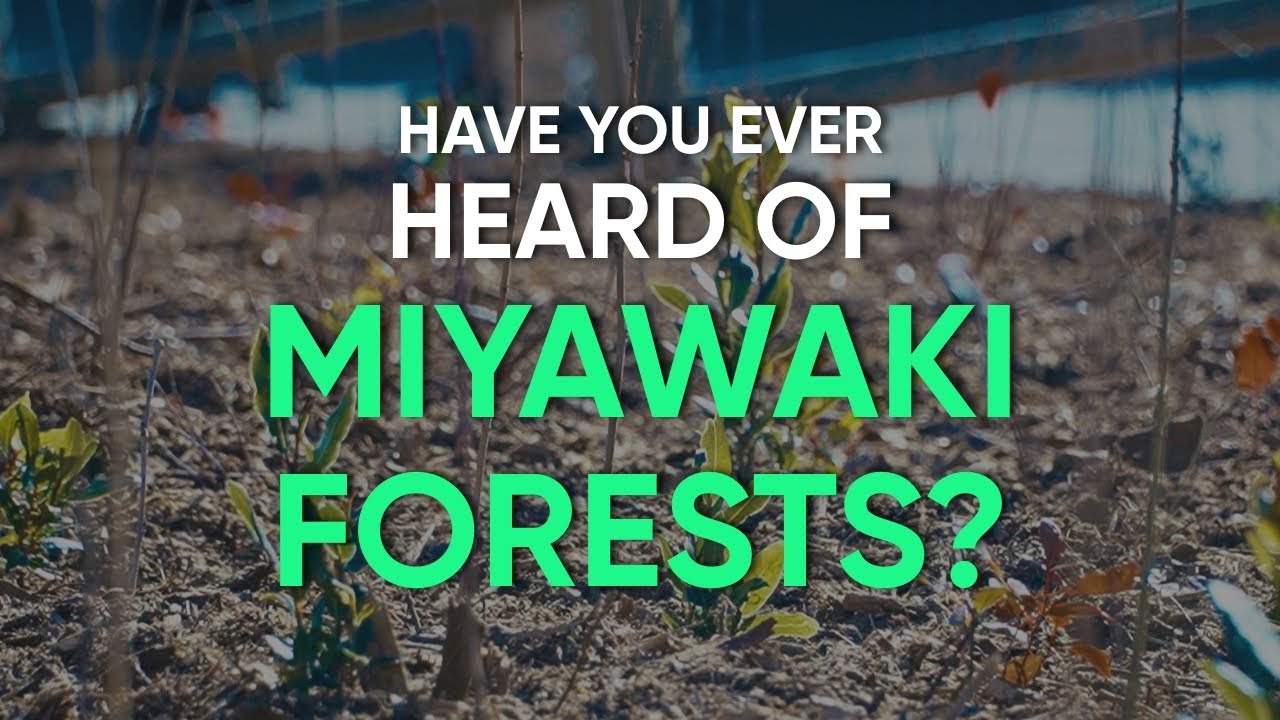 Miyawaki forest: the low maintenance forests for cities