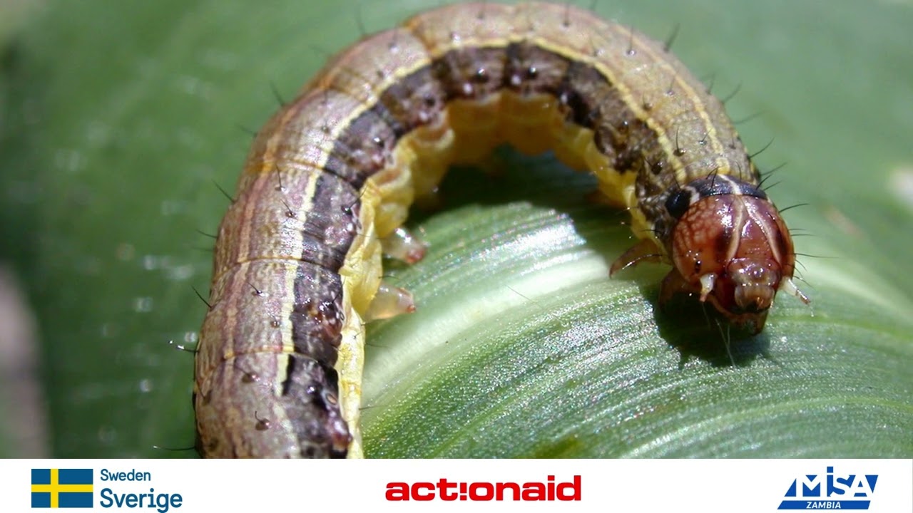 FAW Army worms by Valentine Mundea