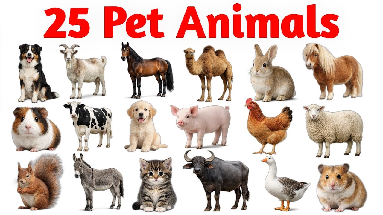 Pet Animals Name for Kids | English & Hindi | पालतू जानवरों के नाम | Animals with Pictures