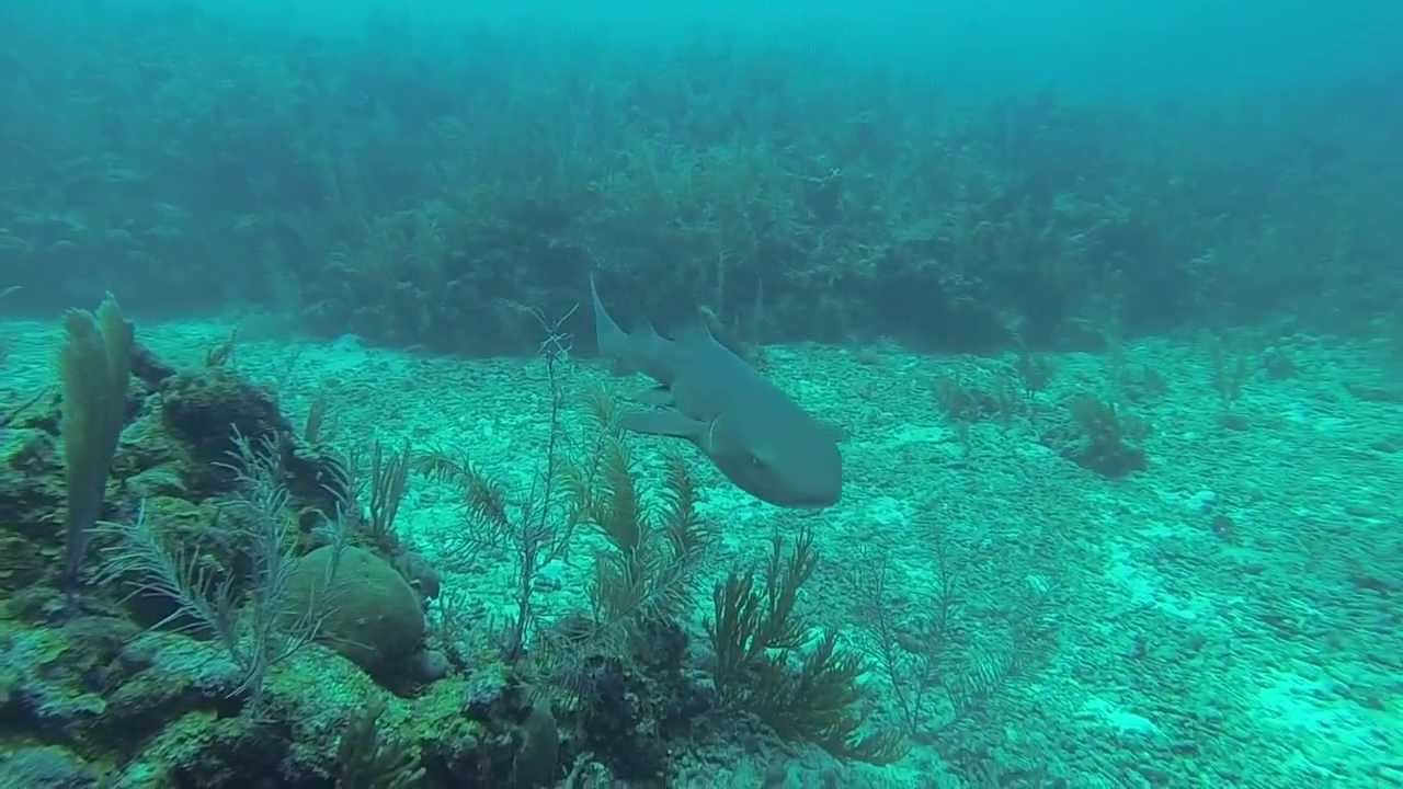 Diving Belize Barrier Reef: Turneffe Atoll and Tackle Box