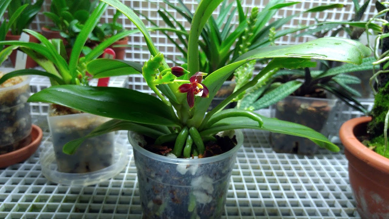 Repotting large Phalaenopsis cornu-cervi
