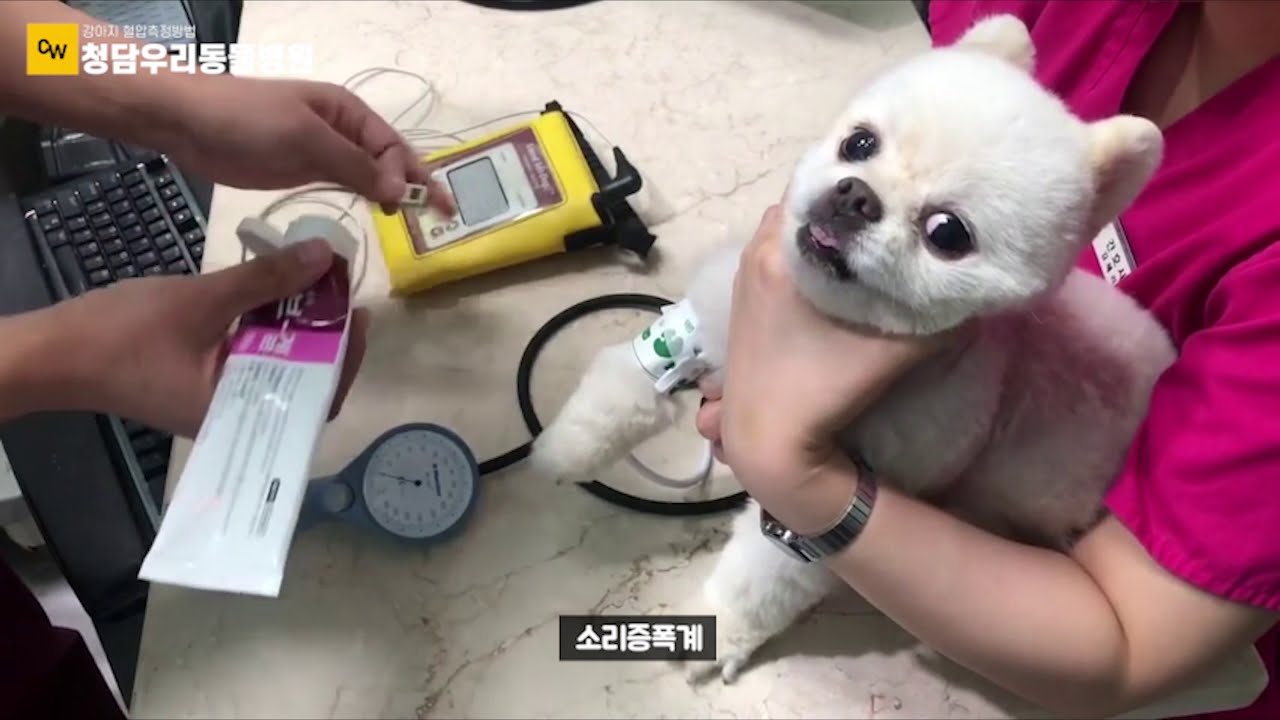 심장병, 신부전이 있다면 주목! 강아지와 고양이 혈압측정하는 방법 알려드릴께요 :)