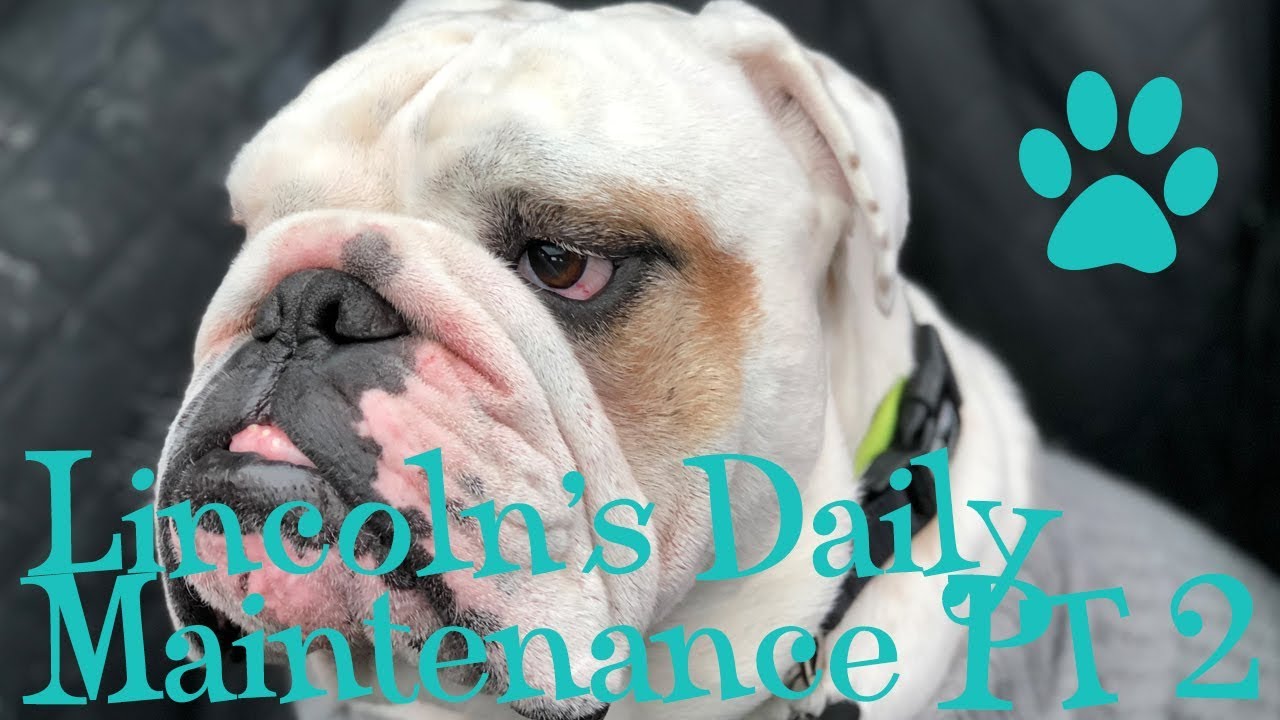 Lincoln's Daily Maintenance Part 2 - Face Cleaning | ENGLISH BULLDOG