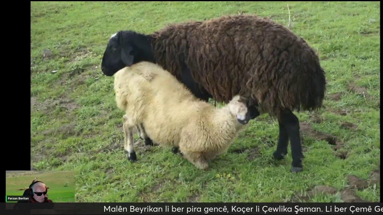 Wêneyên Bêrtîyan 2005