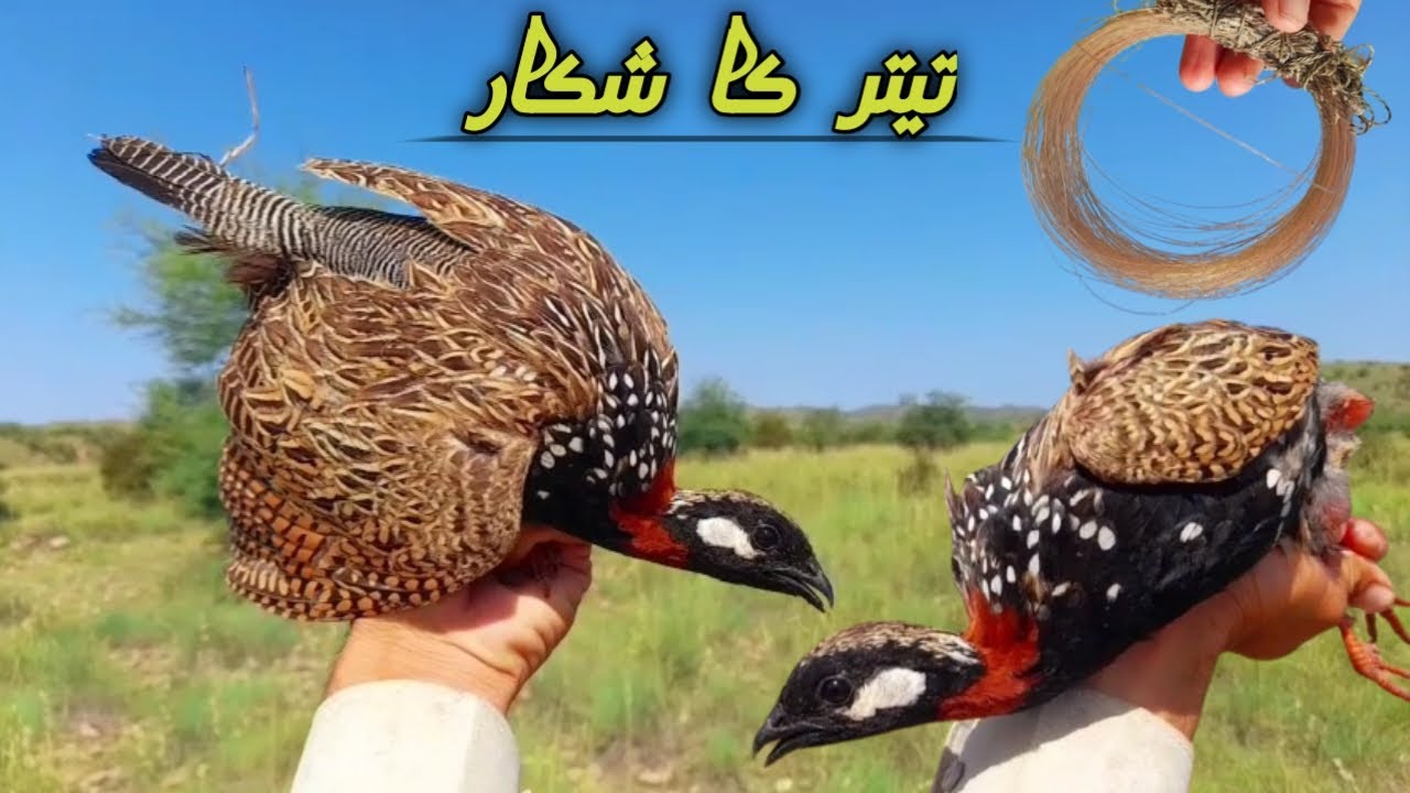 Kala teetar |Teetar ka shikar | Kala Teetar shikar karne ka Tarika | Black Francolin hunting trap