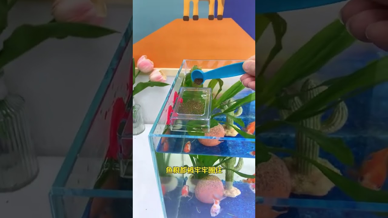 Use this suction cup food box to feed fish #fishkeeping #feeder #fishkeepingdiary #fishtraps