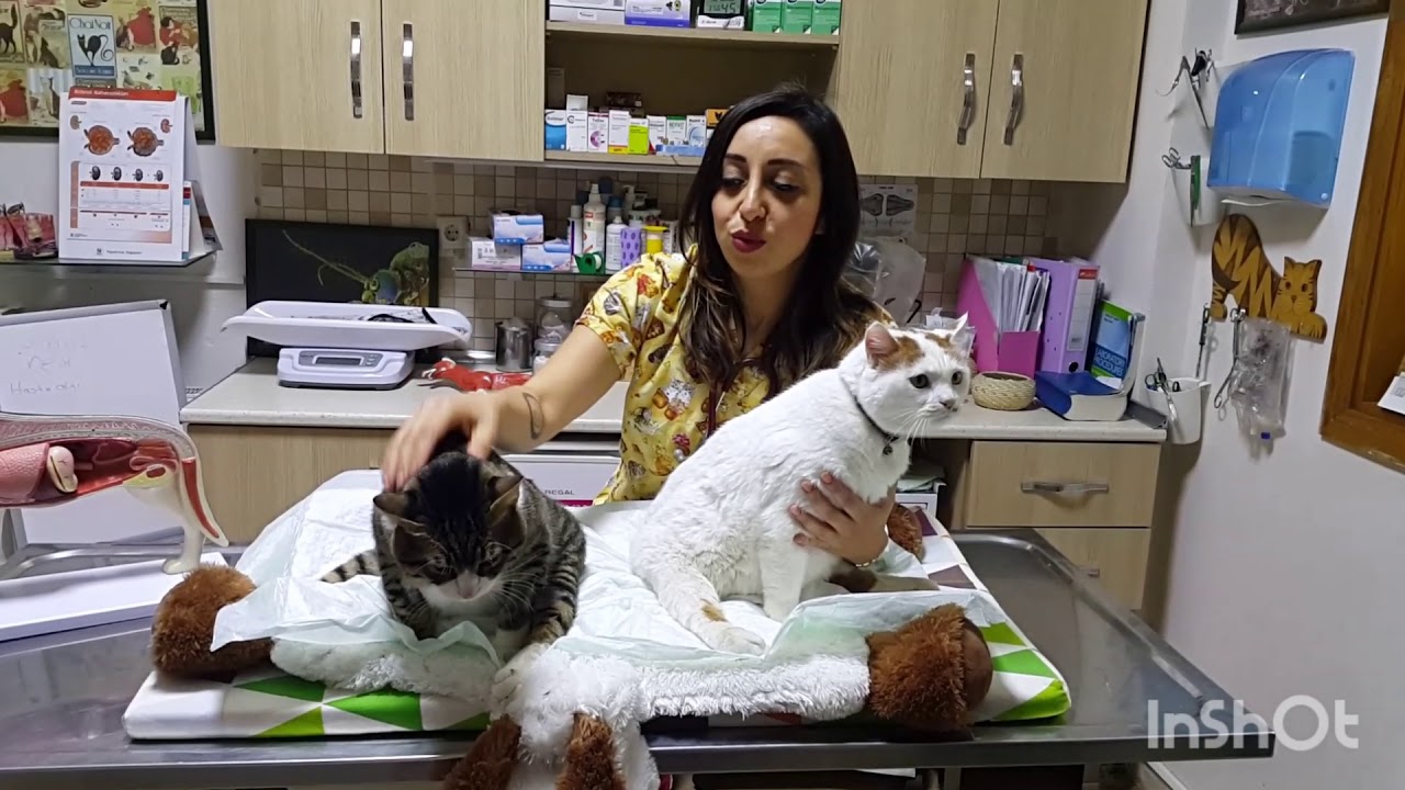 Engelli kedi bakımı -engelli kedilerin idrarını nasıl yaptırırım?