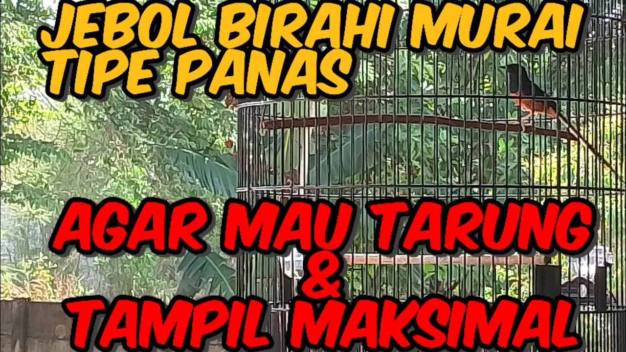 JEBOL BIRAHI TIPE PANAS AGAR MAU TARUNG DAN TAMPIL MAKSIMAL