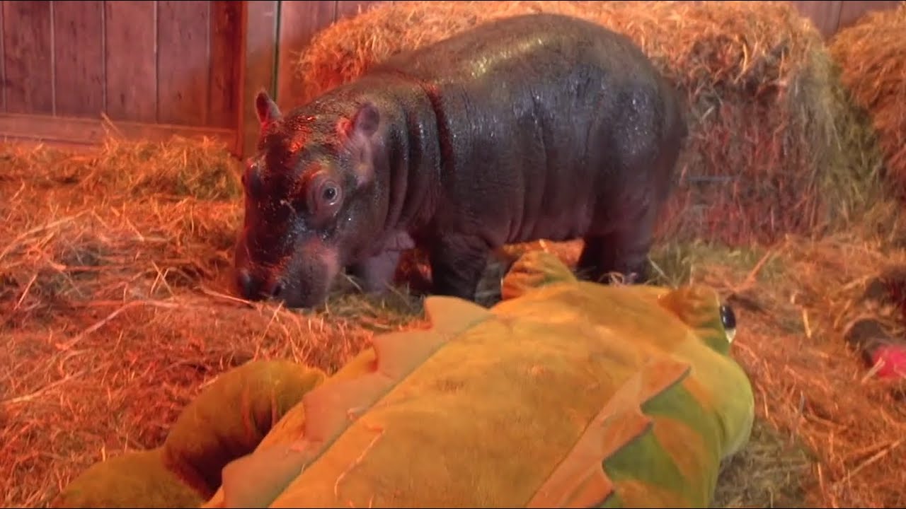 A Happy Hippo Story