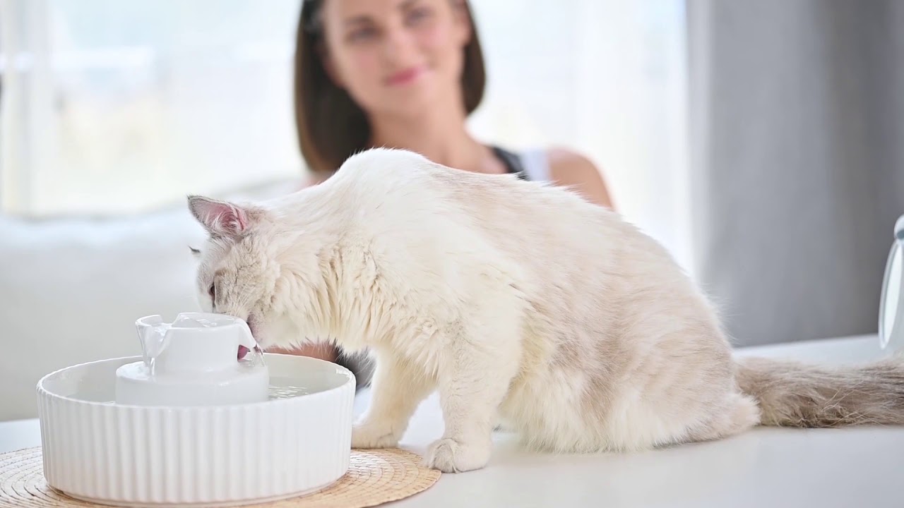 Cupcake Ceramic Pet Drinking Fountain