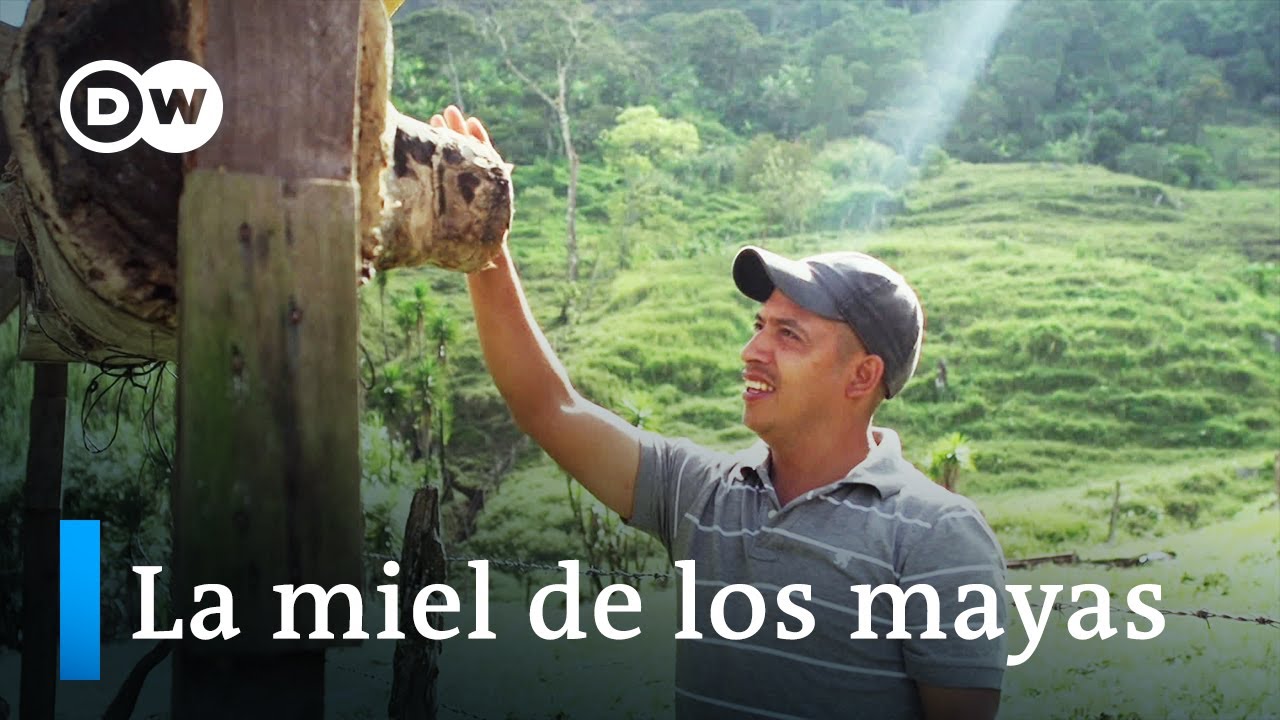La cría de meliponas en Honduras