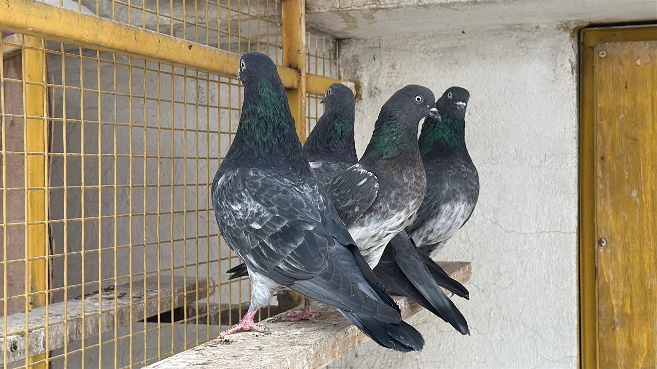 طيور طيور طيور طيور طيور