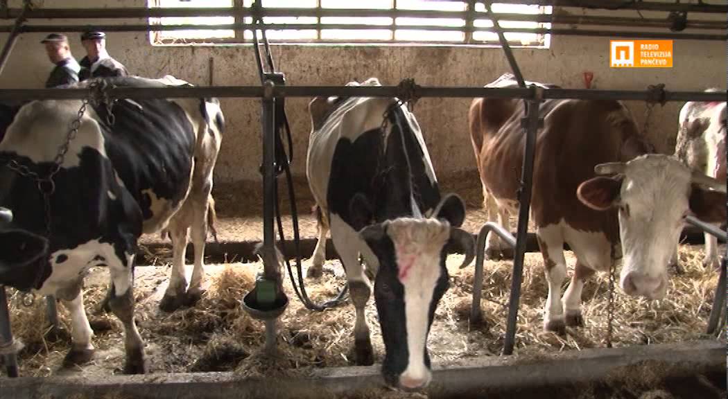 TV Pančevo - Farma u Dolovu čeka privatizaciju, stečaj kuca na vrata