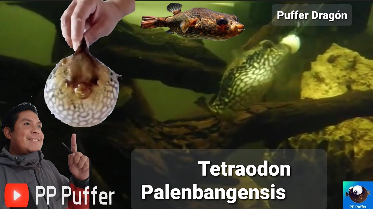 Puffer Dragón (Tetraodon Palenbangensis)