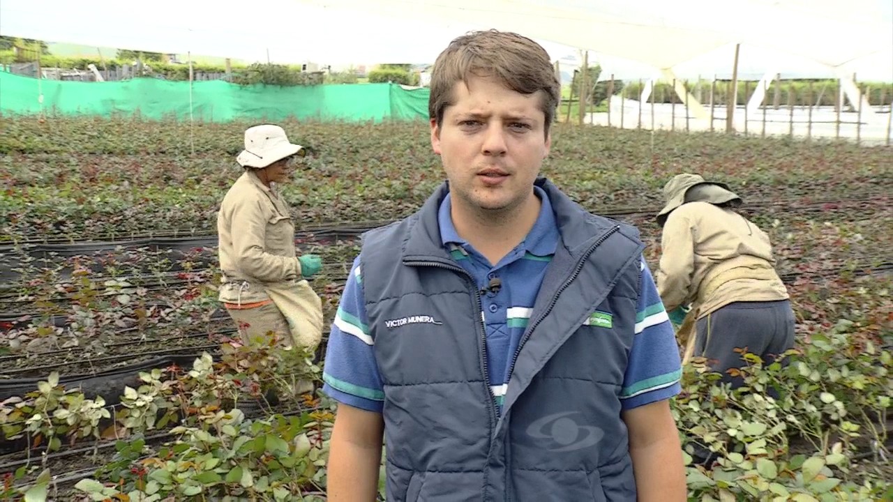 Manejo fitosanitario de rosas | La Finca de Hoy