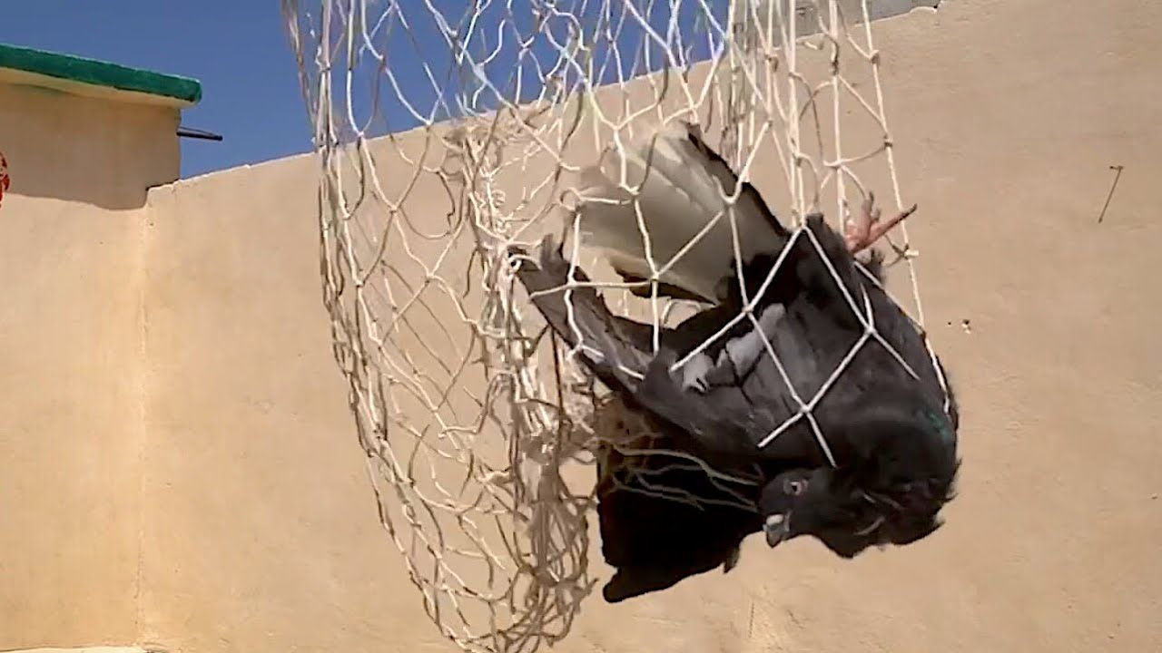 صيد صيد نوري اسود مخلف ارزل من الطير انا ما مرق عليه 🤬