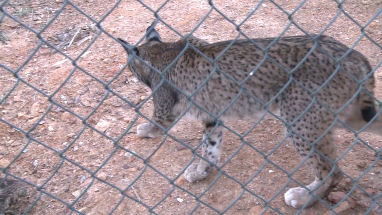 'Los Hornos' recibe dos linces ib&eacute;ricos
