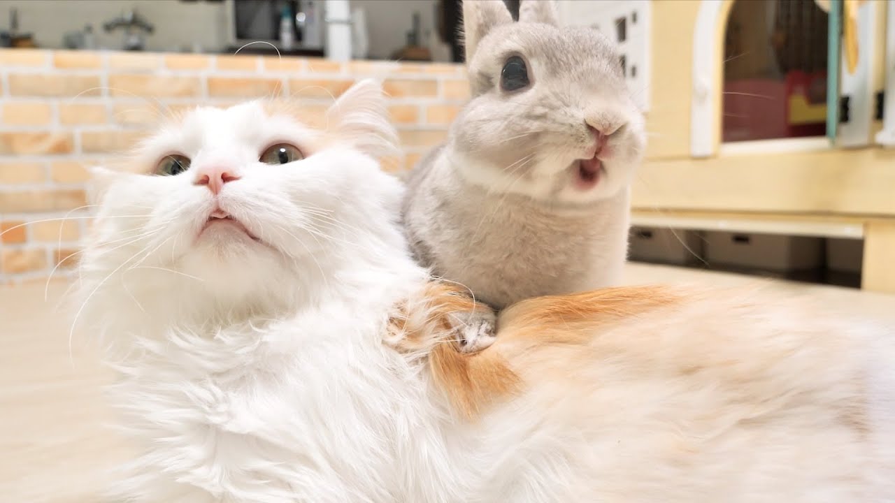 ６年もの月日がたった結果、最高のパートナーになったうさぎと猫