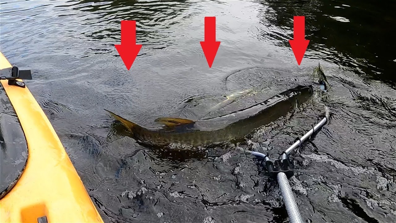 Fishing for RIVER BEASTS (this wouldnt fit my net!)