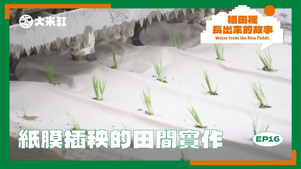 紙膜插秧的田間實作【稻田裡長出來的故事｜第十六集】