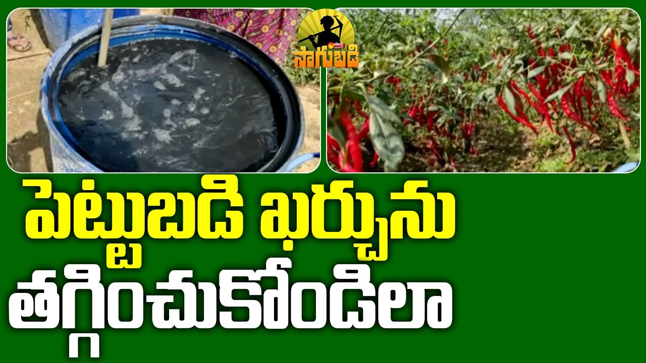 Zero Budget Natural Farming | Young Farmer Organic Farming | Sakshi TV Sagubadi