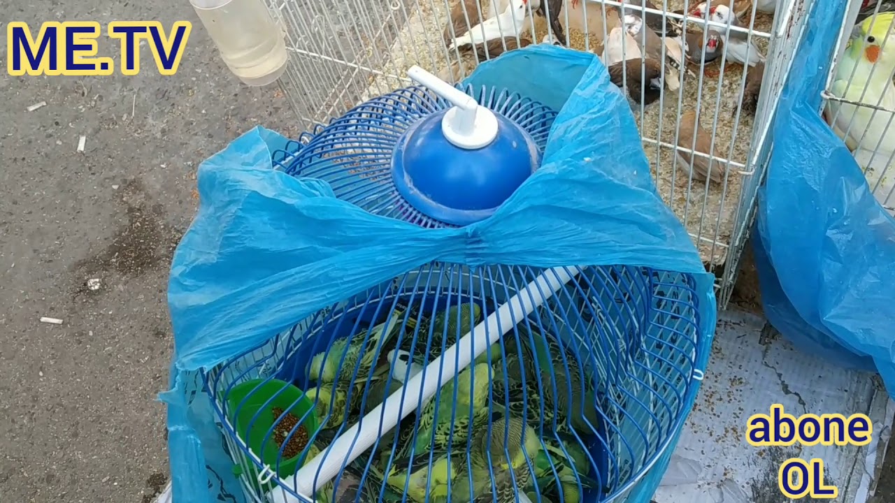 Təzə bazar heyvan bazarı.bu bazardada kekiliş edim ya yox şərhlərdə yazın zəhmət olmasa.