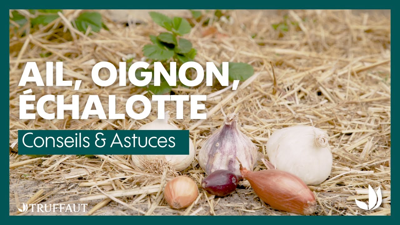 Comment cultiver l'ail, oignon ou l’échalote ? - Truffaut