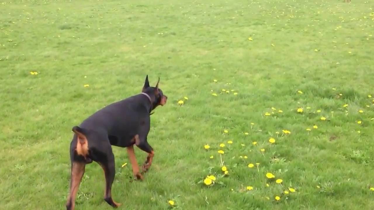 Zeus the Doberman Pinscher stalking Nyla