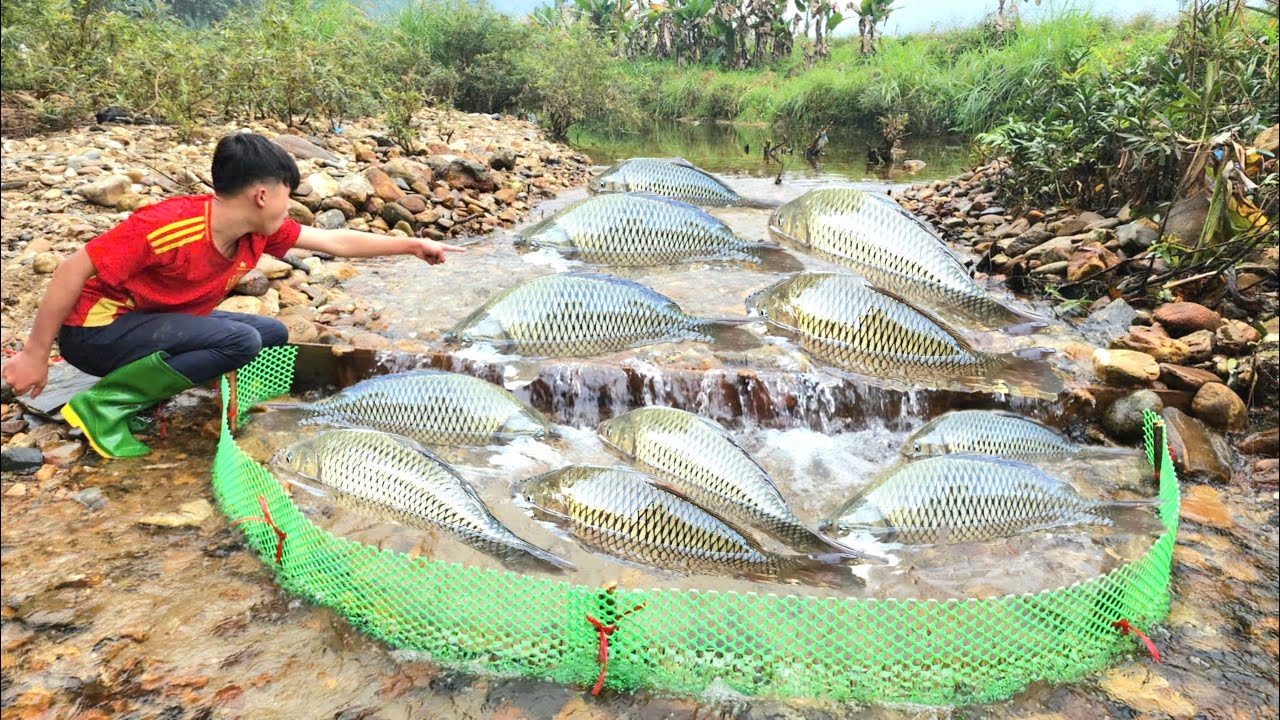 Fish trap The excellent fish trapping skills of the boy Lam. Catches 15kg per day.