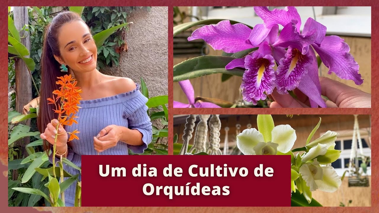 Um dia de Cultivo de Orquídeas