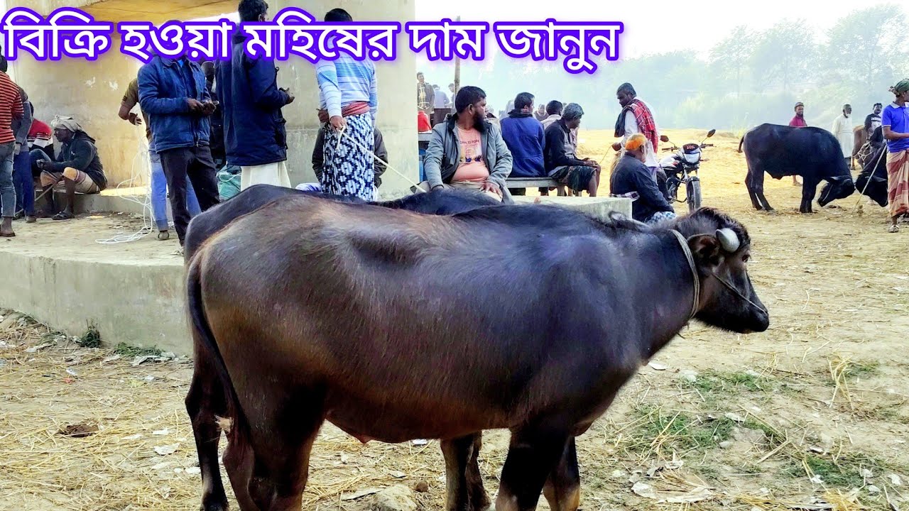 কাহারোল হাটে বিক্রি হওয়া মহিষের দাম জানুন || ৩ লক্ষ টাকা এক জোড়া কেমন? 