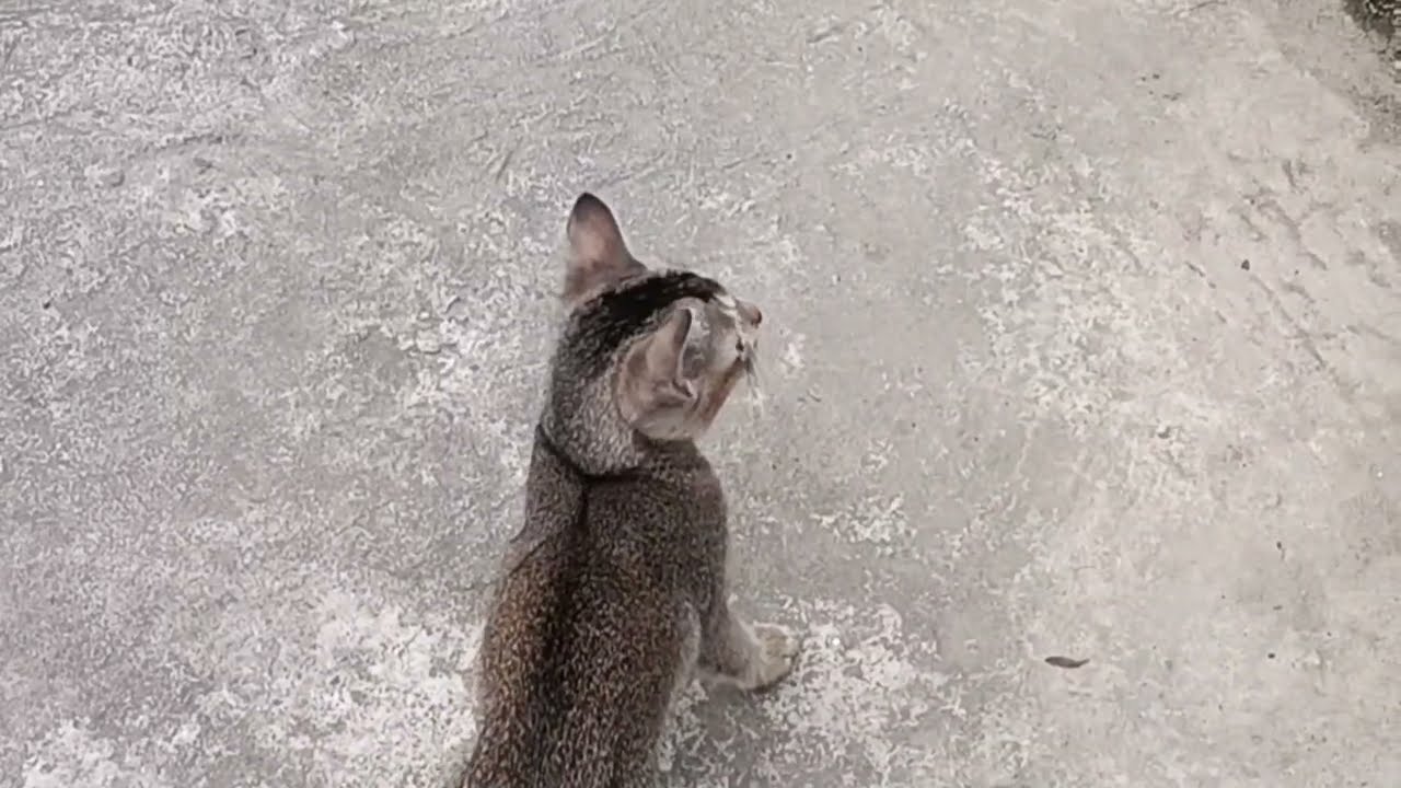 Kitten doesn't want to leave mother cat