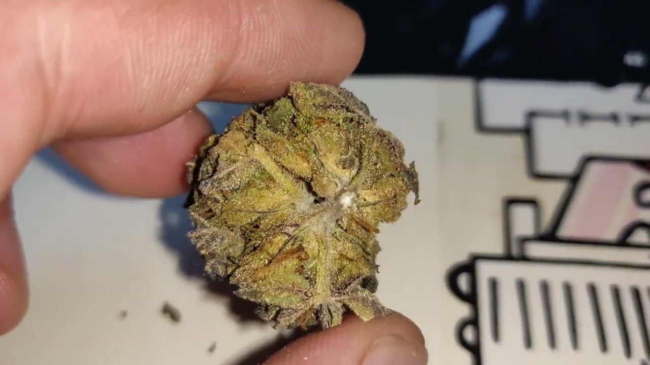 Pink Gelato