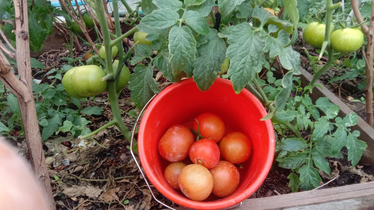HARVESTING FRESH & ORGANIC TOMATOES FROM MY GARDEN