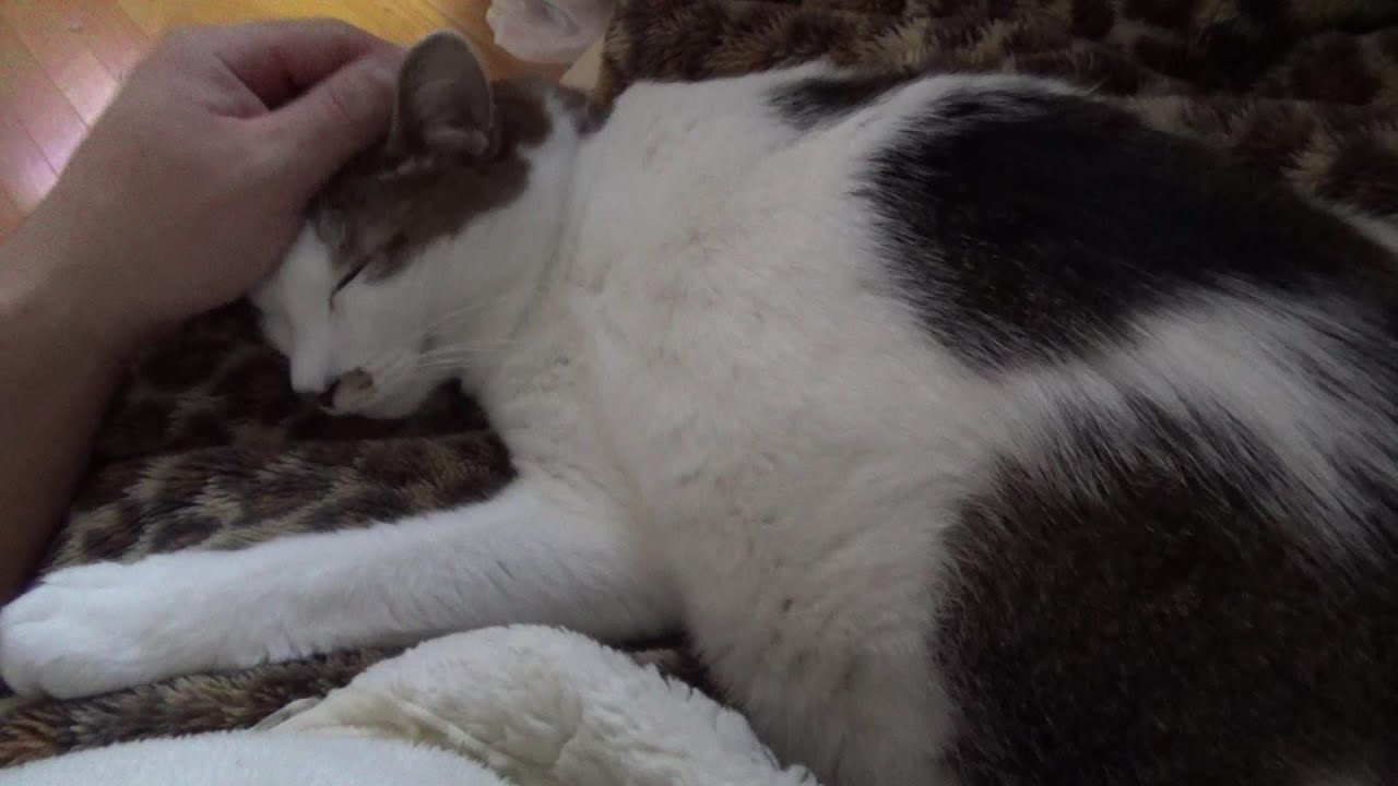 猫を愛でながらダイエットしようと思う的な話