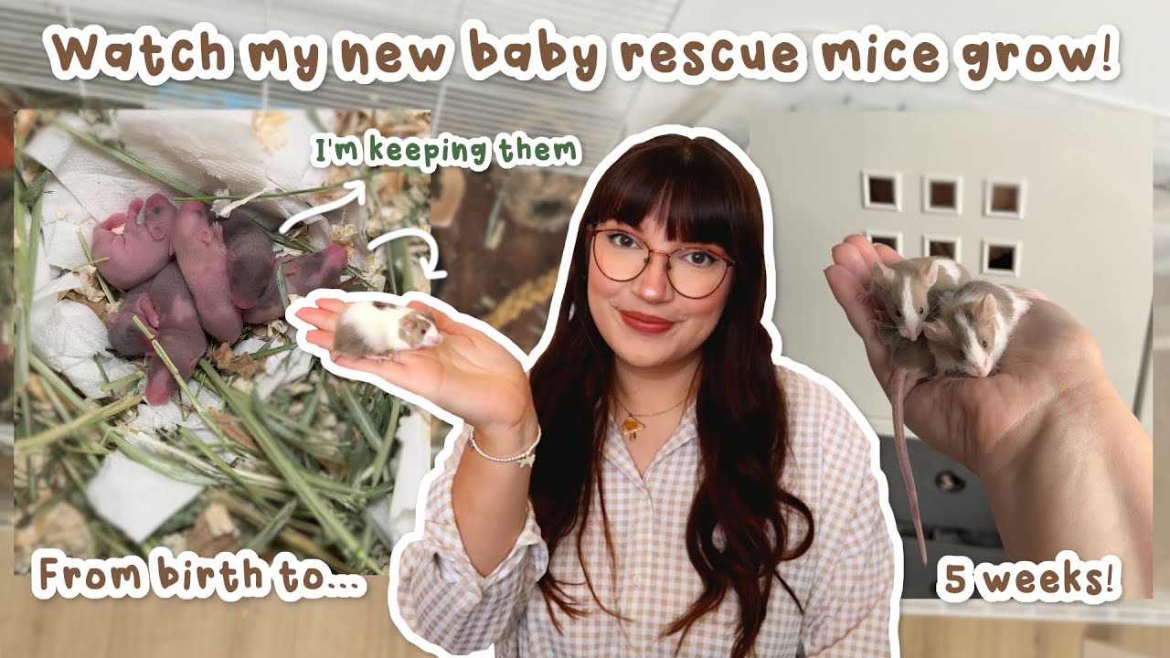 Watch my baby rescue mice grow - from birth to 5 weeks old!