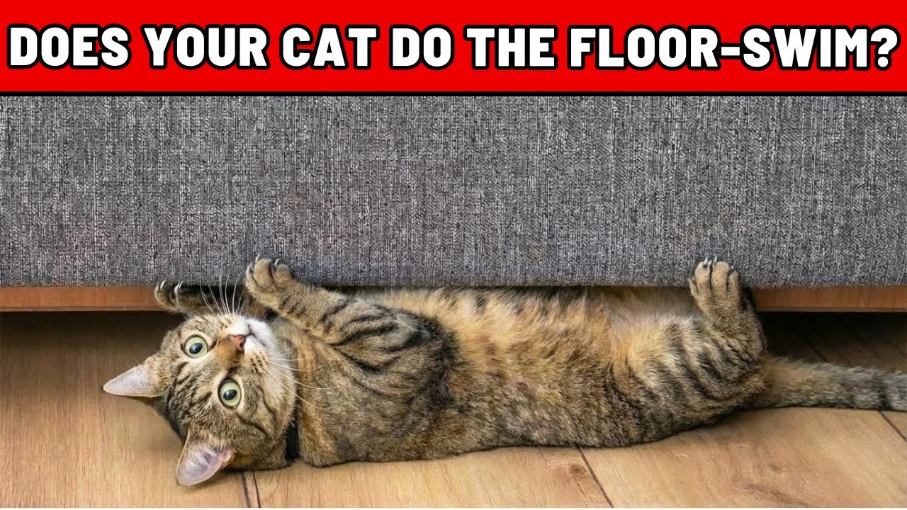 Ваша кошка забирается под мебель животом кверху? Вот что это значит