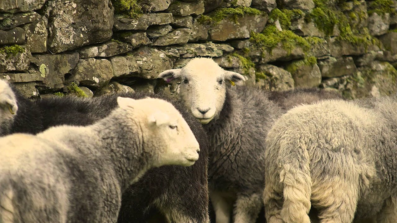 The Shepherd's Life trailer